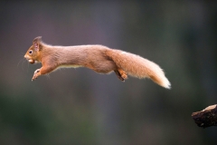 Sue Demetrio and Mark Johnson who built a red squirrel photography hide in their garden.