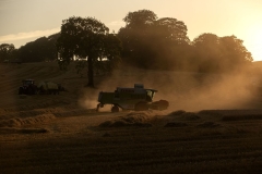Brookfield, Renfrewshire, Scotland, 7th September  2023

As the sun sets on a warm September day a farmer in a harvester cuts straw while a tractor waits to make bails.